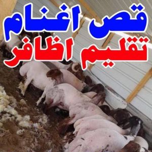 قص اغنام - تقليم اظافر - جزار📞65101414 - اغنام الكويت - جز غنم - جز اغنام - جز صوف - حلاق اغنام - حلاق غنم - جز 3 167644045561822 قص اغنام - تقليم اظافر - جزار📞65101414 - اغنام الكويت - جز غنم - جز اغنام - جز صوف - حلاق اغنام - حلاق غنم - جز