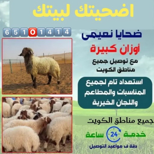 قصاب - قصاب متنقل - جزار📞65101414 - ذبايح - ذبائح الكويت - غنم للبيع - اغنام للبيع - ذبايح للبيع - غنم - سوق غنم - اغنام عربي للبيع - جزار - ذبائح 1 قصاب - قصاب متنقل - جزار📞65101414 - ذبايح - ذبائح الكويت - غنم للبيع - اغنام للبيع - ذبايح للبيع - غنم - سوق غنم - اغنام عربي للبيع - جزار - ذبائح